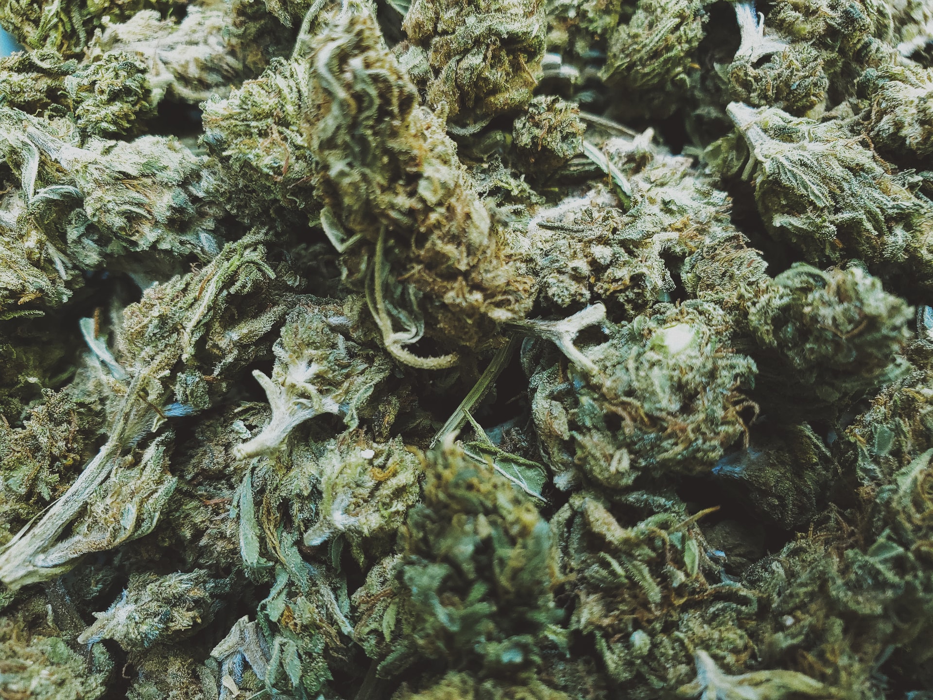 sativa marijuana bud