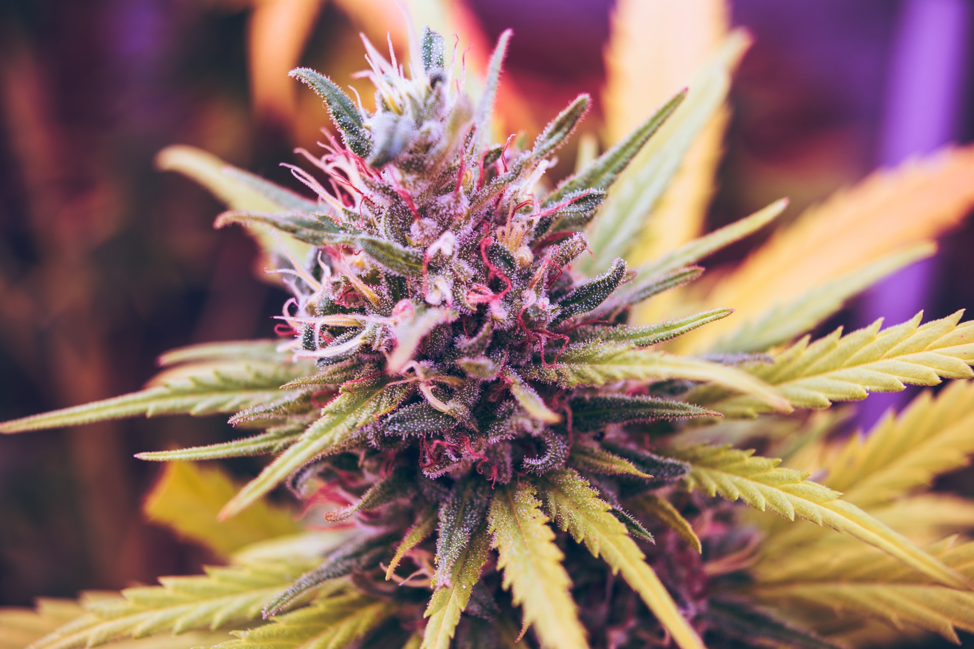 hybrid marijuana flower